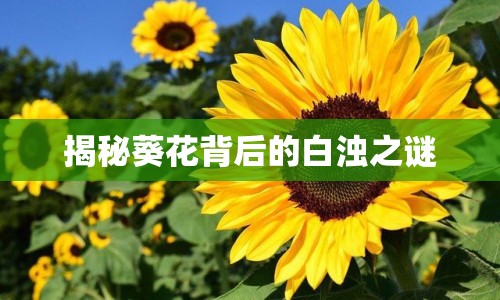 揭秘葵花背后的白濁之謎