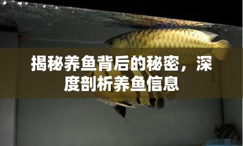揭秘養(yǎng)魚(yú)背后的秘密，深度剖析養(yǎng)魚(yú)信息