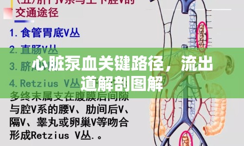 心臟泵血關(guān)鍵路徑，流出道解剖圖解