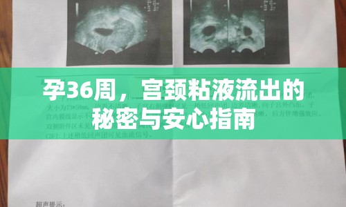 孕36周，宮頸粘液流出的秘密與安心指南