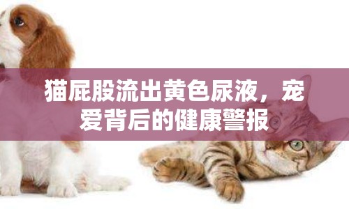 貓屁股流出黃色尿液，寵愛背后的健康警報