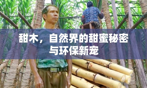 甜木，自然界的甜蜜秘密與環(huán)保新寵