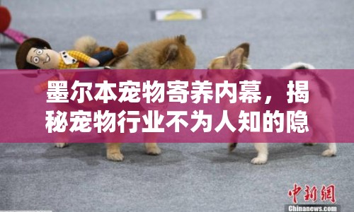 墨爾本寵物寄養(yǎng)內(nèi)幕，揭秘寵物行業(yè)不為人知的隱形角落