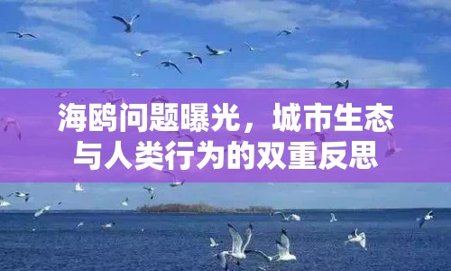 海鷗問題曝光，城市生態(tài)與人類行為的雙重反思