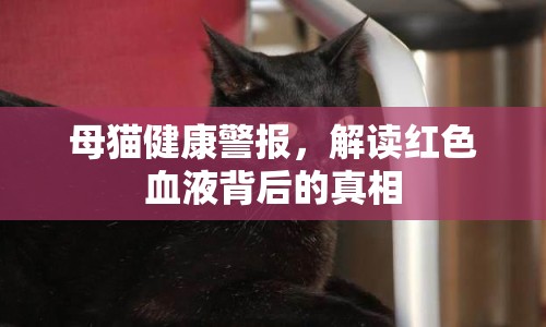 母貓健康警報(bào)，解讀紅色血液背后的真相