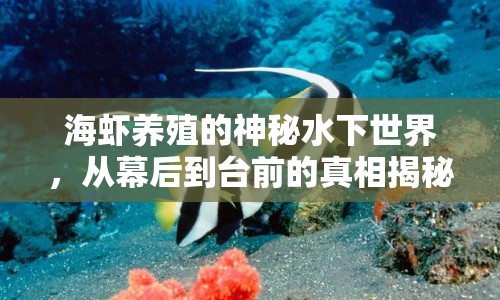 海蝦養(yǎng)殖的神秘水下世界，從幕后到臺前的真相揭秘