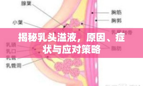 揭秘乳頭溢液，原因、癥狀與應(yīng)對(duì)策略