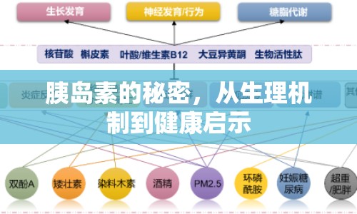 胰島素的秘密，從生理機(jī)制到健康啟示