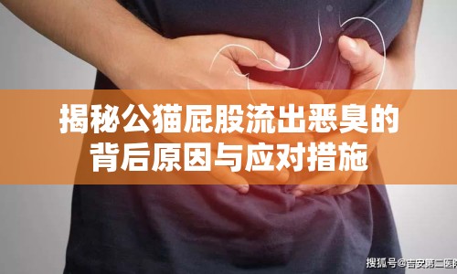 揭秘公貓屁股流出惡臭的背后原因與應(yīng)對措施