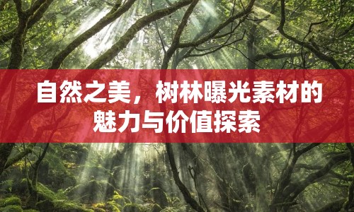 自然之美，樹(shù)林曝光素材的魅力與價(jià)值探索