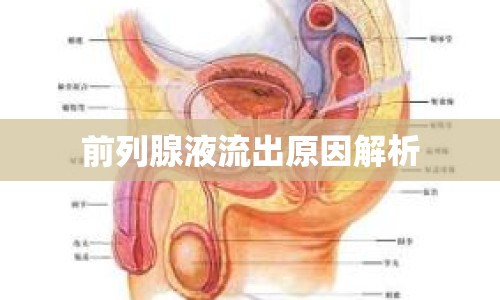 前列腺液流出原因解析