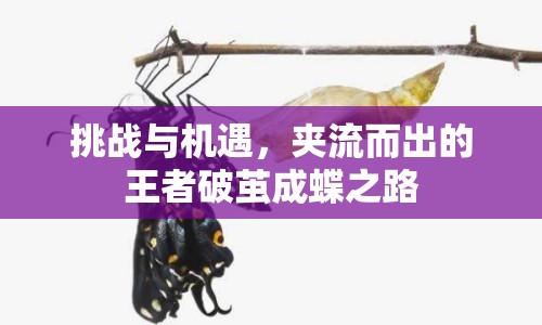 挑戰(zhàn)與機遇，夾流而出的王者破繭成蝶之路