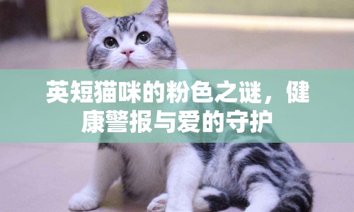 英短貓咪的粉色之謎，健康警報(bào)與愛的守護(hù)