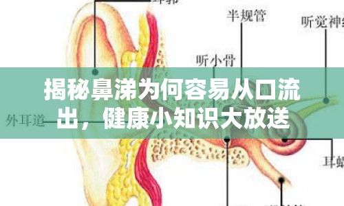 揭秘鼻涕為何容易從口流出，健康小知識(shí)大放送