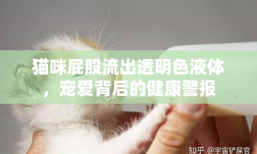 貓咪屁股流出透明色液體，寵愛(ài)背后的健康警報(bào)
