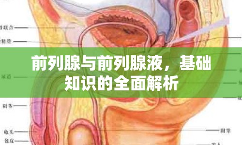前列腺與前列腺液，基礎(chǔ)知識(shí)的全面解析