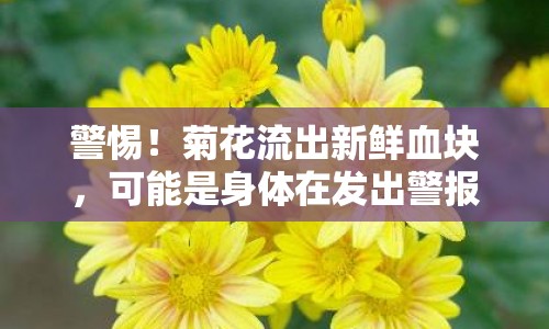 警惕！菊花流出新鮮血塊，可能是身體在發(fā)出警報(bào)