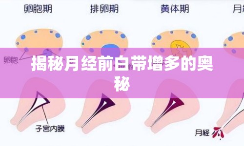 揭秘月經(jīng)前白帶增多的奧秘