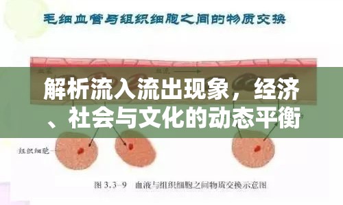 解析流入流出現(xiàn)象，經(jīng)濟(jì)、社會(huì)與文化的動(dòng)態(tài)平衡
