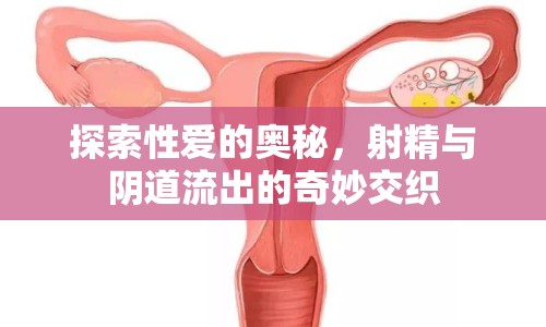 探索性愛(ài)的奧秘，射精與陰道流出的奇妙交織