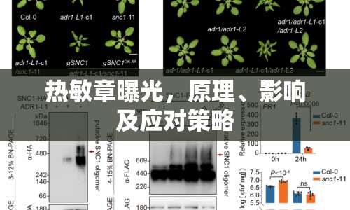 熱敏章曝光，原理、影響及應(yīng)對(duì)策略