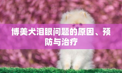 博美犬淚眼問題的原因、預(yù)防與治療