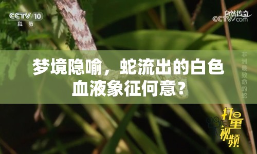 夢(mèng)境隱喻，蛇流出的白色血液象征何意？