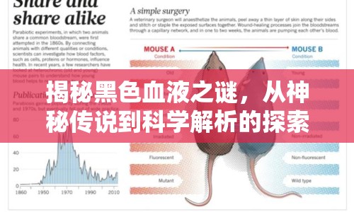 揭秘黑色血液之謎，從神秘傳說到科學(xué)解析的探索之旅
