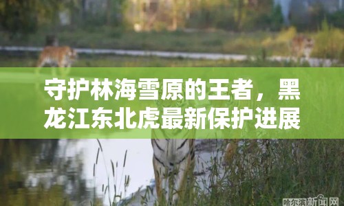 守護(hù)林海雪原的王者，黑龍江東北虎最新保護(hù)進(jìn)展與生態(tài)奇跡