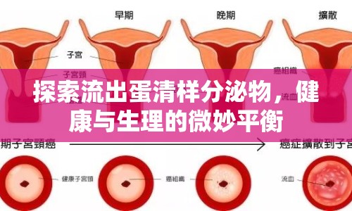 探索流出蛋清樣分泌物，健康與生理的微妙平衡