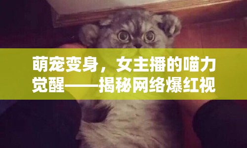 萌寵變身，女主播的喵力覺(jué)醒——揭秘網(wǎng)絡(luò)爆紅視頻背后的故事