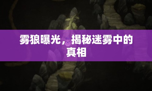 霧狼曝光，揭秘迷霧中的真相