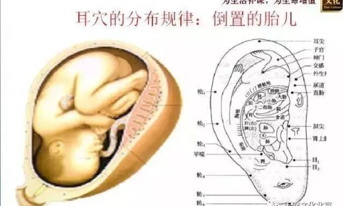 耳朵流出粘液的原因深度解析，耳朵健康與粘液分泌機(jī)制探究