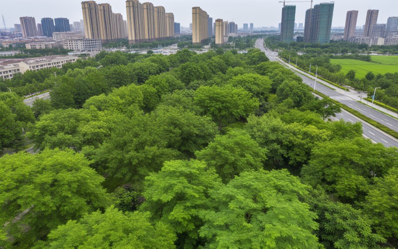 平頂山稻香路，城市綠意脈動與未來新篇章的交匯點