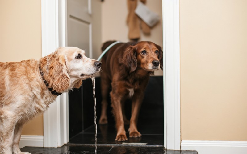 犬房水流出，寵物健康的新視角與日常護(hù)理指南
